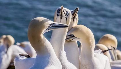 西班牙人备战比赛，进行战术磨合：从训练场到赛场的蜕变