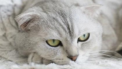 欧预赛强队对决，势均力敌谁能胜出